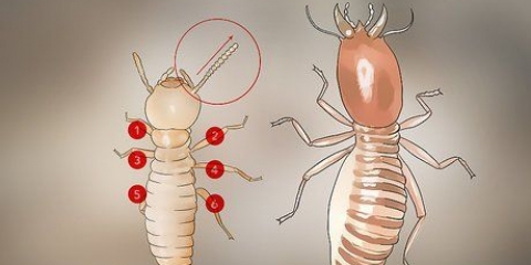 Identificación de larvas de termitas