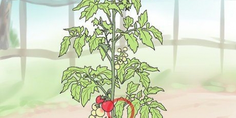 Poda de tomates de terraza