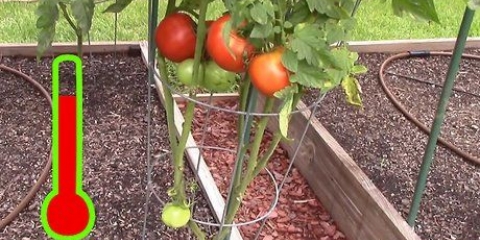 Cultivo de tomates en un invernadero