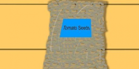 Cultivo de tomates a partir de semillas