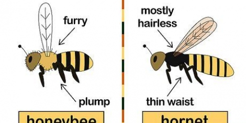 Deshacerse de las abejas