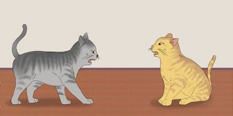 Saber si los gatos están jugando o peleando