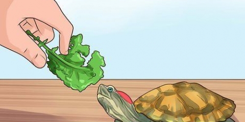 Saber qué darle de comer a una tortuga