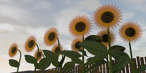 Cosecha de semillas de girasol