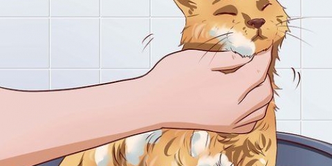 Cómo hacer que tu gato tolere un baño