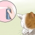 Tratamiento de la conjuntivitis en gatos