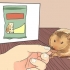 Alimentacion de hamsters enanos