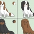 Elegir un cavalier king charles spaniel