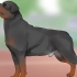 Identificar un rottweiler