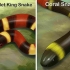 Ser capaz de diferenciar entre una kingsnake y una coralsnake