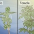 Distinguir las plantas de cannabis masculinas de las femeninas