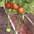 Cultivo de tomates en un invernadero