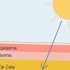 Asegúrese de que su cuerpo absorba los suplementos de vitamina d lo mejor posible